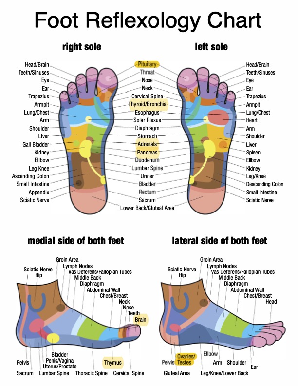 Endocrine Set WTD w/Activator Tuning Forks Sacred Waves